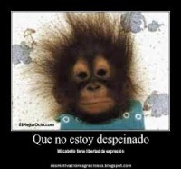 /album/cotilleos-siempre-/el-mono-jpg/